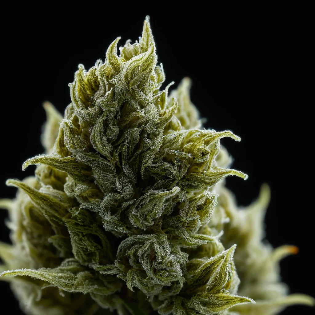 Bruce Banner c